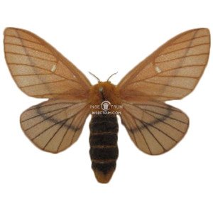 ANISOTA DISSIMILIS